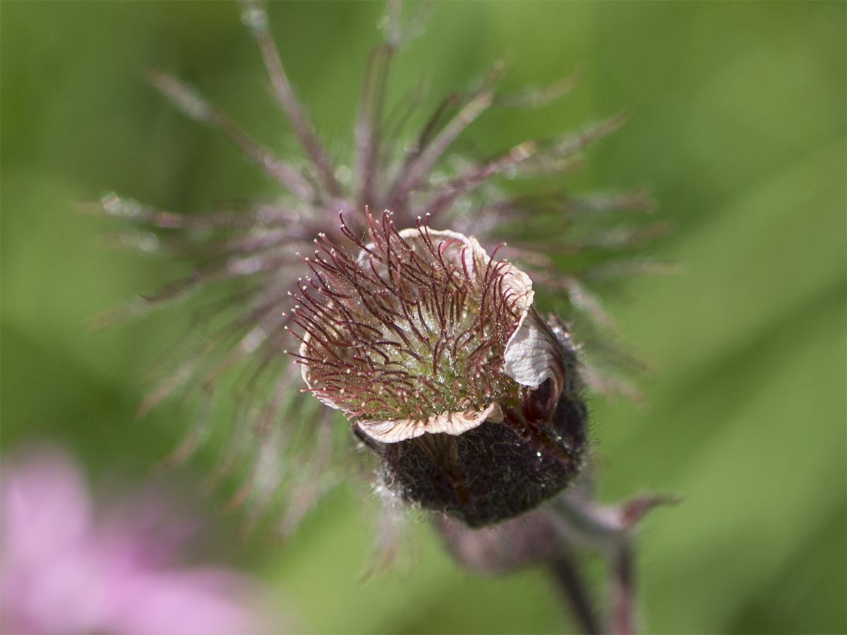 Geum rivale